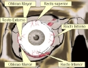 Musculatura Ocular Inserciones
