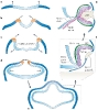 evolucion origen ojo vertebrados desarrollo cupula optica