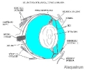ojo anfibio 1