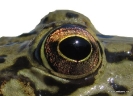 ojo anfibio 2