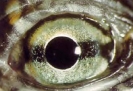 ojo reptil galapago