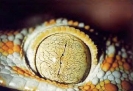 ojo reptil geko tokay