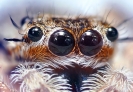 ojo simple araña