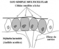 ojo simple multicelular